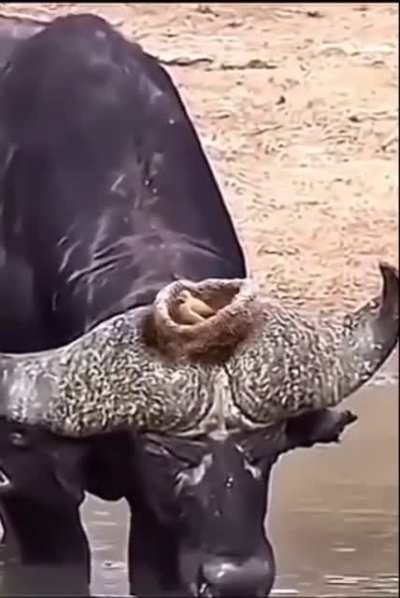 Bird builds nest on a live Caribou. "Fowl's Mooing Cattle"