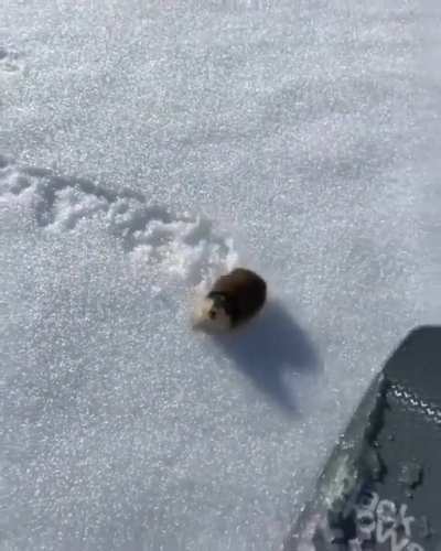 ? A skier encountering a highly territorial lemming on the slopes ?