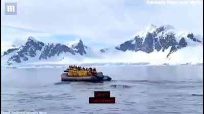 penguin escapes killer whale by jumping on a boat