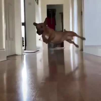 Zoomies Recorded On A Slippery Surface With Pupper Moving At Top Speed.