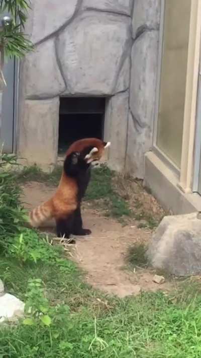 ? When provoked or threatened, red pandas will stand on their hind legs to appear larger.