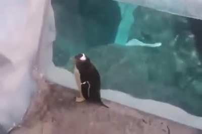 Penguin makes a brave escape attempt