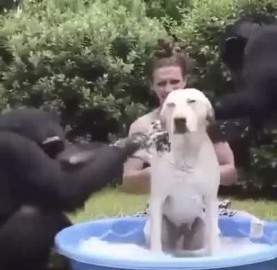Dog has nice bath with some unexpected guests