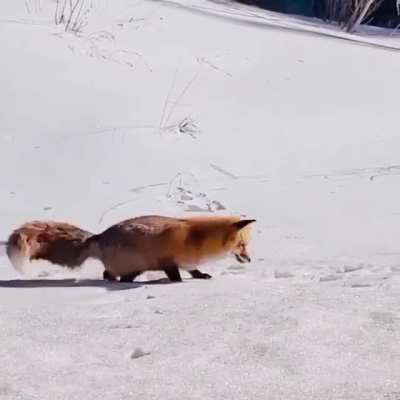? Fox in hunting mode ?