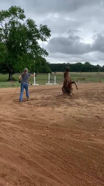 Equestrians out there - how would you rate my wife's horse's sit?