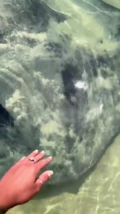 Absolutely monstrous stingray coming over to say hello