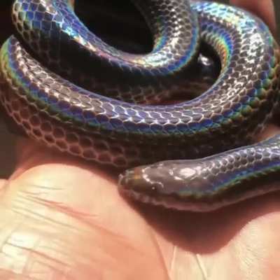 ? Sunbeam snake