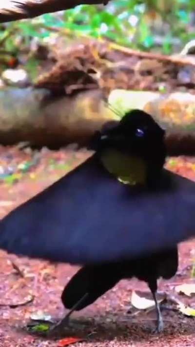 ?The Dance Of A Bird Of Paradise