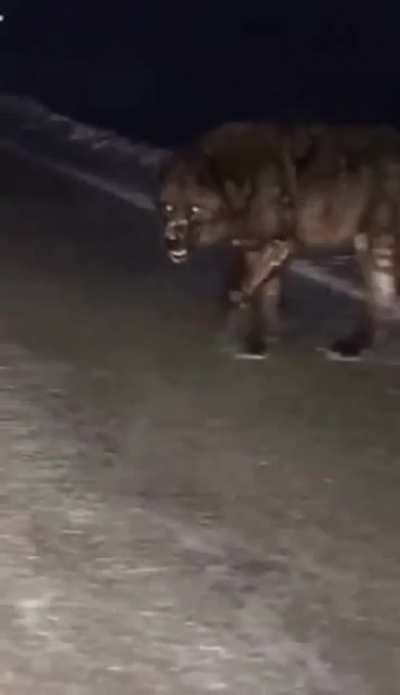 ? Massive wolf crossing the road.