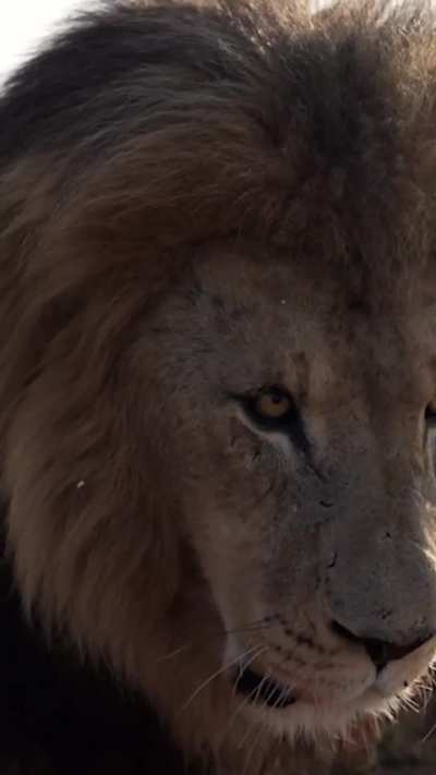 ?A lions low bellowing growl