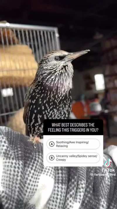 ? European Starling's incredible vocalizations