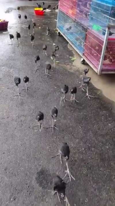 ? baby pukeko birds from New Zealand