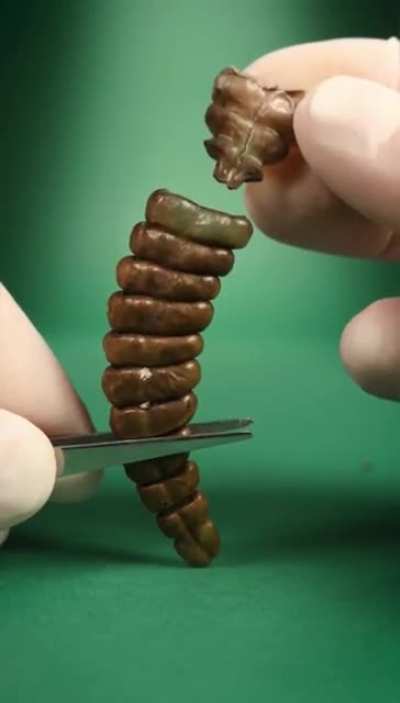 A deep look into Rattlesnake’s rattle