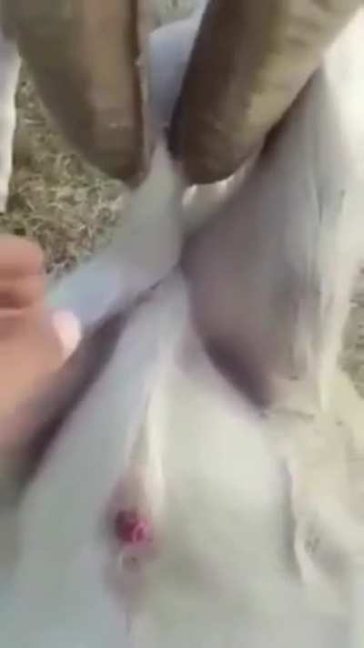 GOAT?