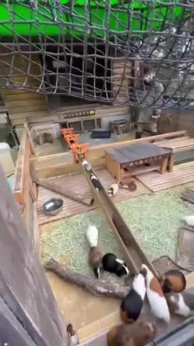Cuteness bridge