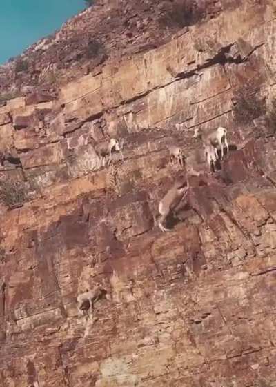 ? These are Mouflons, wild sheep native to the Caspian region from eastern Turkey, Armenia, and Iran. They are thought to be the ancestor of all modern domestic sheep breeds