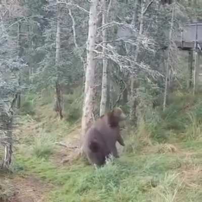? Big Bear Giving Himself a Scratch before Hibernation.