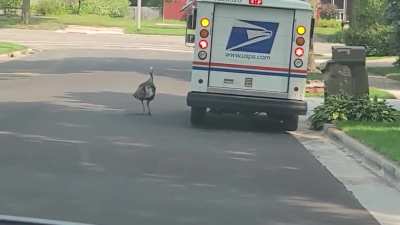 Mating season for this wild turkey I saw the other day!
