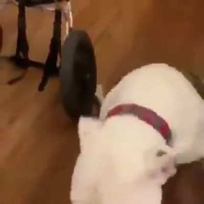 Paralyzed dog gets wheelchair