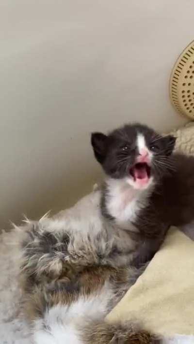 Listen I’m just a babie