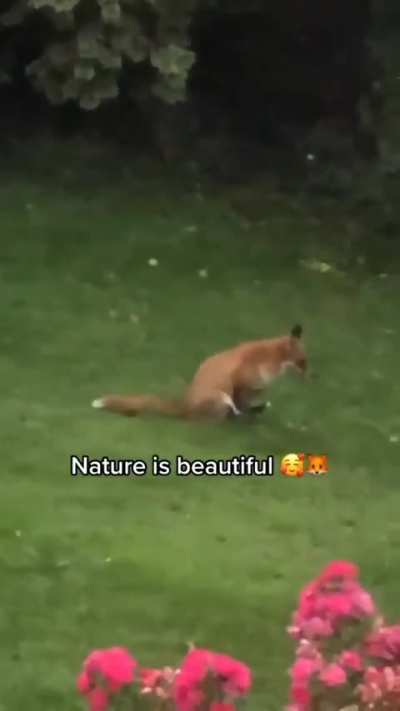 Nature is beautiful
