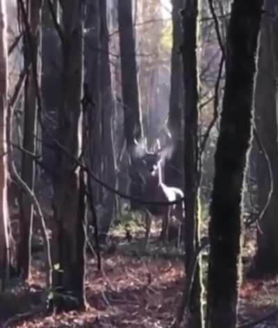 ? The forest king has arrived