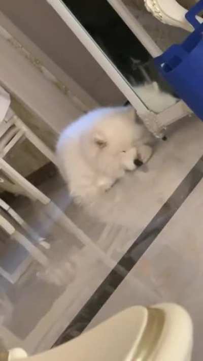 A self booping dog.