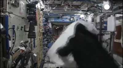 Zero gravity gorilla