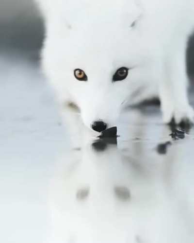 ? The foxes have white fur, winter fur, foxes to color, and foxes' fur make hair fox brown in the summer fur color.