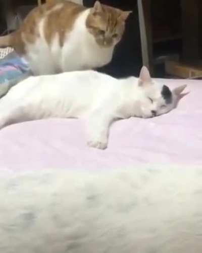 Betrayal