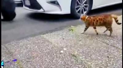 Big mouse?