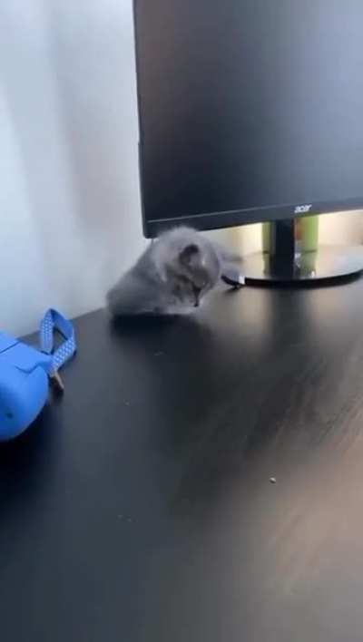 Kitty appears to provide additional IT support