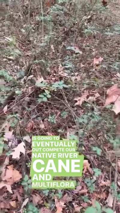 How forests + ecosystems get destroyed because people use non-native landscaping plants that will just fill right back in