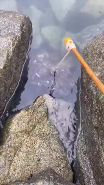 Catching crabs