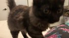 My new kitten is the yeller of all yellers. Or squawker, I don’t know.