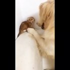 A new friend