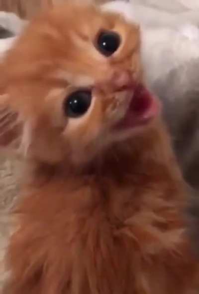 Full meme compilation :