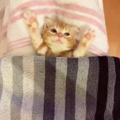 More scritches please