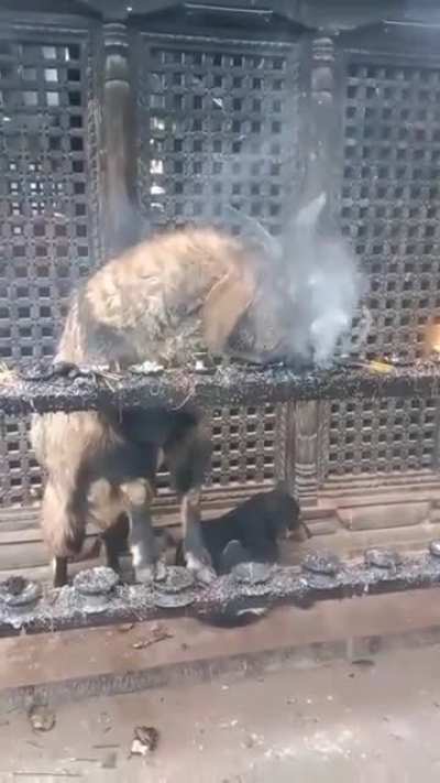 Goat in Nepal inhaling and exhaling smoke