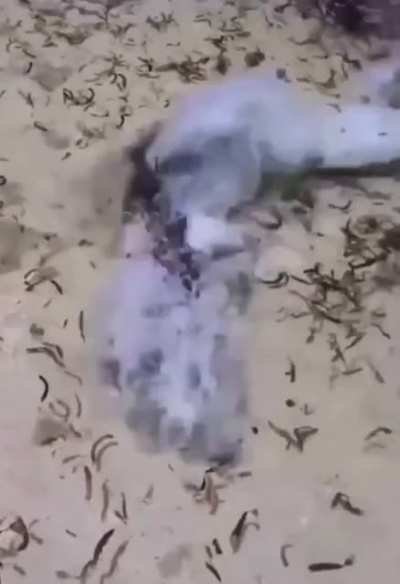 Just a shark having a peaceful swim