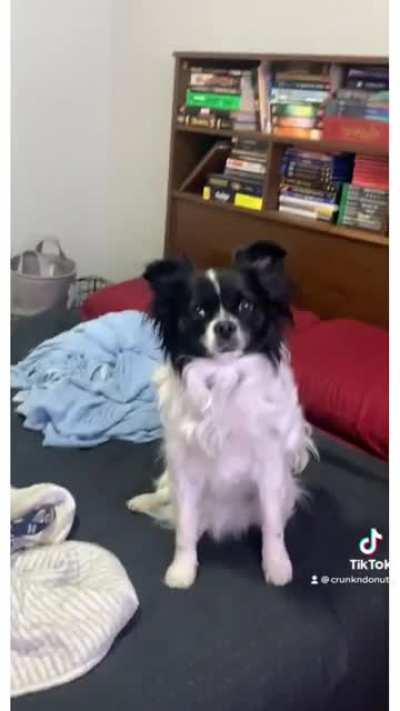 my dog ?