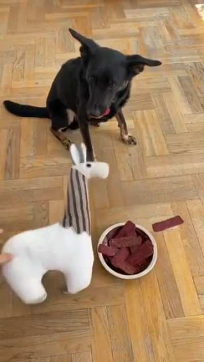 That dog is just done