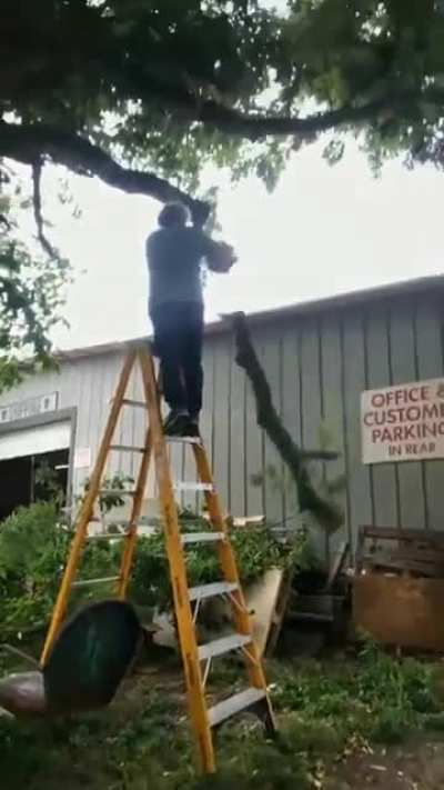 DAMN YOU TREE!