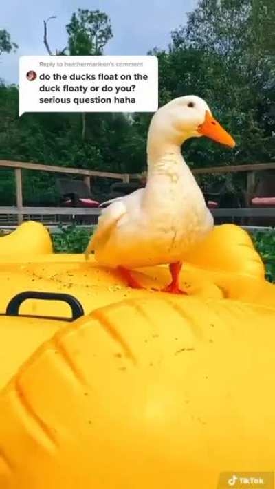 Duck?