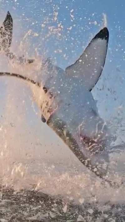 ? Great white shark jumping out of the water