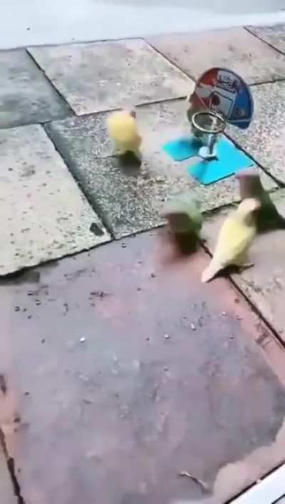 Green vs yellow <br>? ??