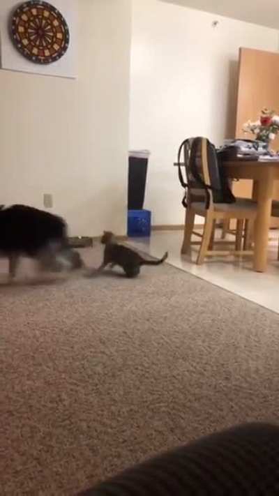 Kitten and Doggo become best frens