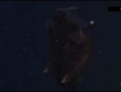Black Seadevil - first ever video footage, depth: 580m (1,900ft) in Monterey Bay