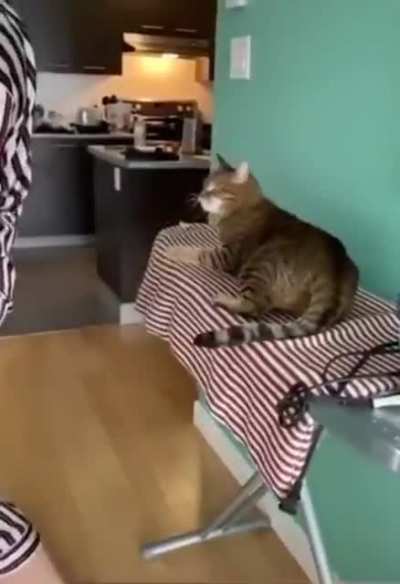 HMC while I bend in front of a cat