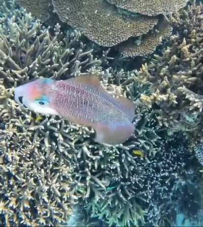 ? A video of a Bigfin reef squid, involving colour changes, captured on the Great Barrier Reef by Jacinta Shackleton